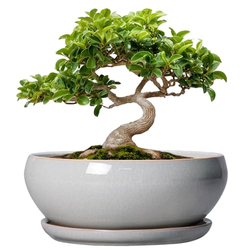 SQOWL Bonsai Tree Pots, 8 Inch Ceramic Plant Pots with Saucer, Gray - color: Gray, size: 8 Inch