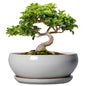 SQOWL Bonsai Tree Pots, 8 Inch Ceramic Plant Pots with Saucer, Gray - color: Gray, size: 8 Inch