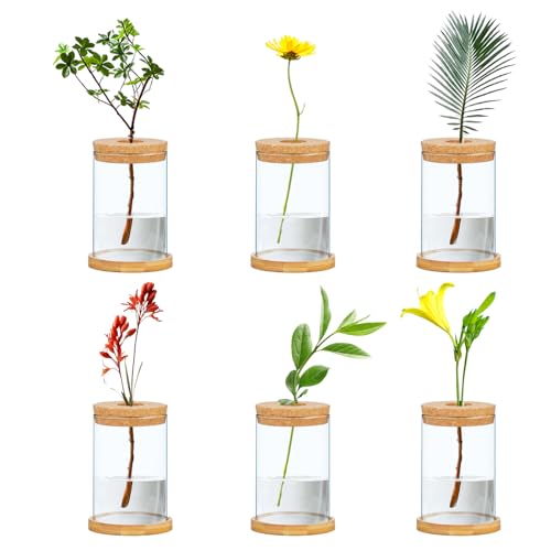 6 Pcs Plant Propagation Terrarium Glass Vase Containers
