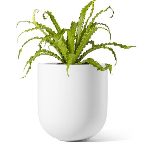 LE TAUCI 6 Inch Ceramic Plant Pot, Small Indoor Planter, White - color: White, size: 6 Inch