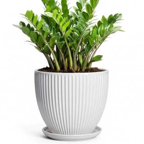 10 Inch Planter, Ceramic Plant Pots with Saucer, White - color: White, size: 10 Inch