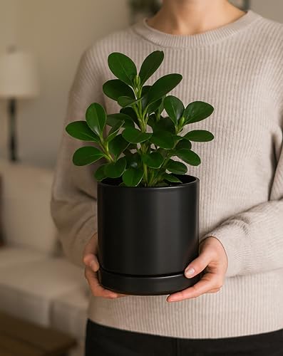 D'vine Dev 2-Pack Ceramic Pots with Saucers, Black, 4/6 in, 94-G-S-2 - color: Black, size: Small