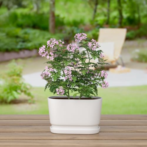 8.9" Rectangular Ceramic Planter with Drainage and Saucer, White - color: Matte White, size: Medium