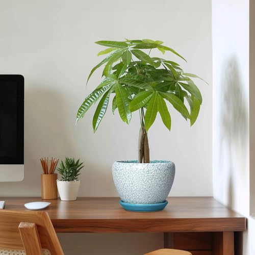 Ceramic Plant Pot, 6 Inch Indoor Planters, Crackle Blue - color: Crackle Blue, size: 6 Inch