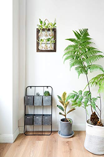Mkono Plant Propagation Station, Wall Hanging 2-Layer Glass Terrarium Vases