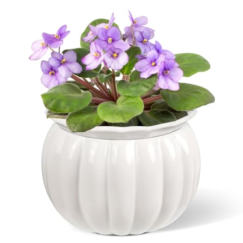 BUYMAX 6 Inch Self Watering Ceramic African Violet Pot Indoor Plant Pot - color: Pumpkin-white
