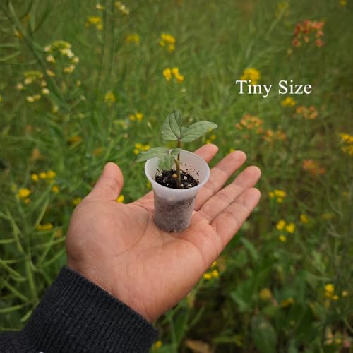 300 Pack 1.80 Inch Tiny Clear Plastic Nursery and Seedling Pot, Mini Transplant Seed Starter Planter with Drain Hole for Germination, Herb, Succulent