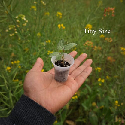 300 Pack 1.80 Inch Tiny Clear Plastic Nursery and Seedling Pot, Mini Transplant Seed Starter Planter with Drain Hole for Germination, Herb, Succulent