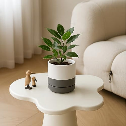 D'vine Dev 4-Pack Ceramic Pots with Saucers, White/Grey, 4.7 in, 94-X-B-6 - color: White/Speckled Grey, size: 4.7 Inch