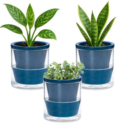D'vine Dev Self-Watering Blue Terracotta Planter, 4 in, 3-Pack, 37-Z-A-4-T - color: Blue