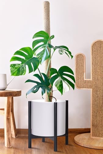 D'vine Dev Plastic Pot with Ebony Wood Stand, White, 14 in, 55-C-T-1 - color: Matte White Pot + Ebony Stand, size: 14 Inch