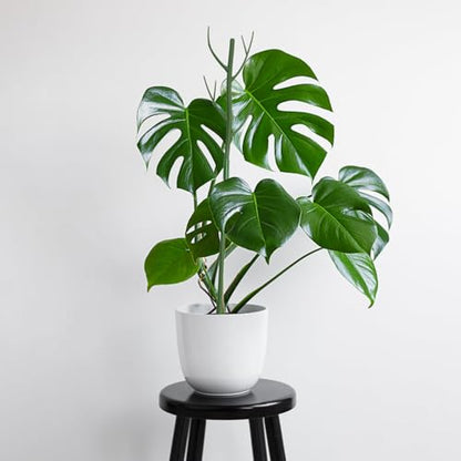 16 Pack Plant Support Stakes, Detachable Monstera Climbing Stakes - color: 16Pack-27.5 Inch
