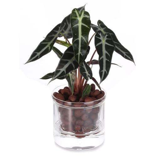 4 Inch Glass Plant Pot for Indoor Plants,Home Table Decoration
