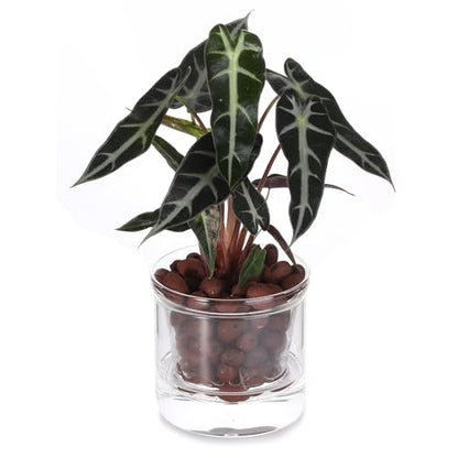 4 Inch Glass Plant Pot for Indoor Plants,Home Table Decoration