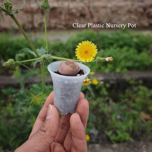 300 Pack 1.80 Inch Tiny Clear Plastic Nursery and Seedling Pot, Mini Transplant Seed Starter Planter with Drain Hole for Germination, Herb, Succulent