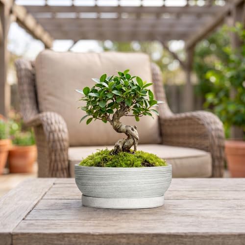 Ceramic Bonsai Planter, 8 Inch Succulent Pot with Tray, Brushed Grey - color: Brushed Grey, size: 8 Inch