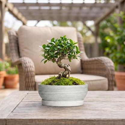 Ceramic Bonsai Planter, 8 Inch Succulent Pot with Tray, Brushed Grey - color: Brushed Grey, size: 8 Inch