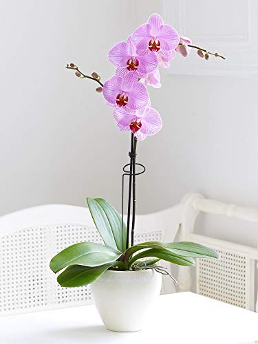 10 Pieces 24 inch Green Single Stem Plant Stakes Flower Support Rings,Gardening Planter Cages for Single Stem Flowers, Amaryllis, Peony, Lily,Narcissus - color: Green-24-inch 10pack