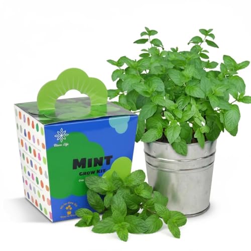 Mint Grow Kit - Indoor Herb Garden Kit with Planter, DIY Kitchen Herb Planting Kit, Grow Fresh Mint at Home for Tea, Drinks & Cooking, Beginner Friendly Gardening Gift