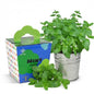 Mint Grow Kit - Indoor Herb Garden Kit with Planter, DIY Kitchen Herb Planting Kit, Grow Fresh Mint at Home for Tea, Drinks & Cooking, Beginner Friendly Gardening Gift