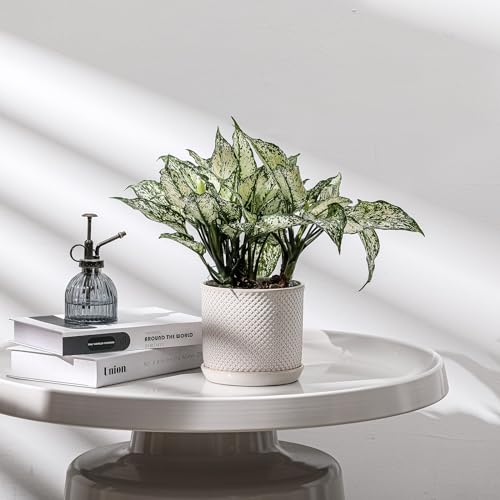 5.8 Inch Ceramic Planter with Drainage Hole & Bonded Saucer - color: Beaded Embossed, size: 6 inch