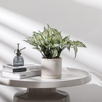 5.8 Inch Ceramic Planter with Drainage Hole & Bonded Saucer - color: Beaded Embossed, size: 6 inch