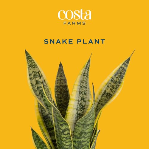 Costa Farms Sansevieria Grower's Choice Snake Live Indoor Plant, 12-Inches Tall, Grower Pot - style: Snake Plant, Medium (12-20 Inches Tall), in Grow Pot