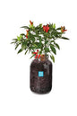 Windowsill Planter: Chili - style: Chili