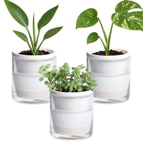 D'vine Dev Self-Watering White Terracotta Planter, 4 in, 3-Pack, 37-Z-A-2-T - color: White