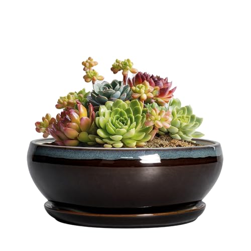 SQOWL Succulent Pots with Drainage Hole - 6 Inch Ceramic Bonsai Tree Pots, Shallow Planter with Saucer, Round Plant Pot for Succulent Indoor Outdoor, Porch Decor, Gifts for Plant Lover, Blue-Brown - color: Blue-brown, size: 6 Inch