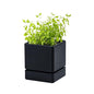 D'vine Dev Plastic Herb Planter Pot, 4 in, Black, 76-Y-B1-1 - color: Black, size: 4 Inch x 4.5 Inch