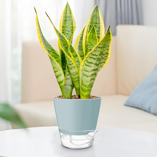Hayder Plant Pots 6 inch Set of 6, Self Watering Flower Pots - color: Mixed Color