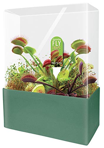 Unique Gardener Grow Your Own Venus Fly Trap, Complete Adults Square Terrarium Starter Kit to Plant Fascinating Man Eating Fly Traps, Includes All Supplies for Indoor Flytrap Terrariums - style: Fascinating Flytraps