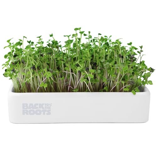 Back to the Roots Organic Microgreens Grow Kit with Ceramic Planter, Expandable Soil, Organic Seeds, and Germination Lid - color: Ceramic Microgreen Kit