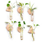 Wall Hanging Glass Planter Plant Propagation Station