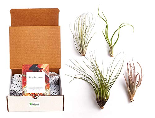 Shop Succulents | Ionantha Air Collection of Live Air Succulent Plants, Hand Selected Variety Pack of Large Air Succulents | Collection of 4 - size: 4