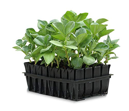 Tierra Garden 50-9000 Haxnicks Rootrainers Seed and Cutting Propagation Kit - Deep