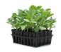 Tierra Garden 50-9000 Haxnicks Rootrainers Seed and Cutting Propagation Kit - Deep