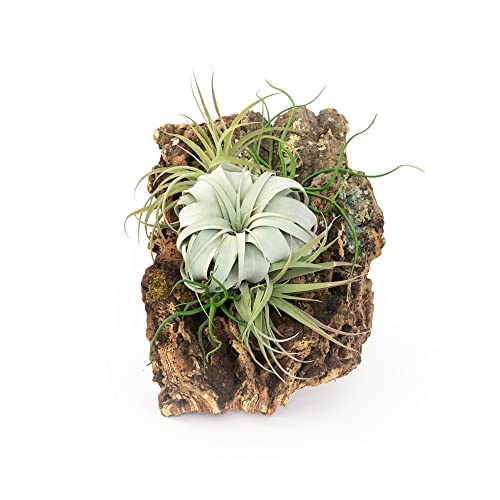 Large Natural Cork Bark DIY Kit with Five Assorted Air Plants, Glue and Hook - Live Tillandsia Succulent House Plant - Wholesale and Bulk - Easy Care Indoor and Outdoor Plants - size: Kit+5 Air Plants