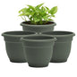 Bloem Ariana 10" Plastic Self-Watering Planter, Basil, 4-Pack - color: Basil, size: 10" (Pack of 4)