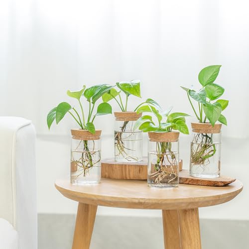 Dahey Plant Propagation Stations, 4 Pcs Glass Vases with Wooden Stand & Lid - color: Brown, Clear, size: Large