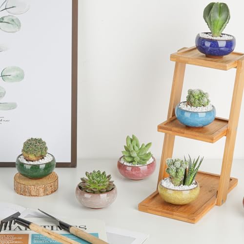 T4U Mini Succulent Pots, Small Shallow Ceramic Pots, Retro Gift Set of 12 - size: Small