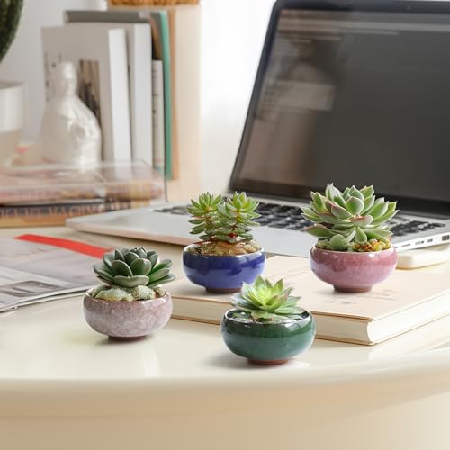 T4U Mini Succulent Pots, Small Shallow Ceramic Pots, Retro Gift Set of 12 - size: Small