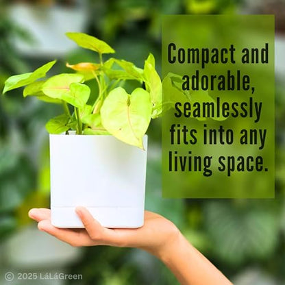 LaLaGreen Planters for Indoor Plants (7 Pack) White Window Boxes Planter - color: White