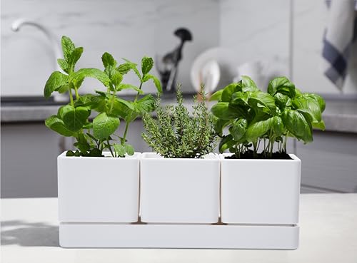 D'vine Dev Plastic Herb Garden Planter Set, White, 76-V-A-1 - color: White, size: 12"