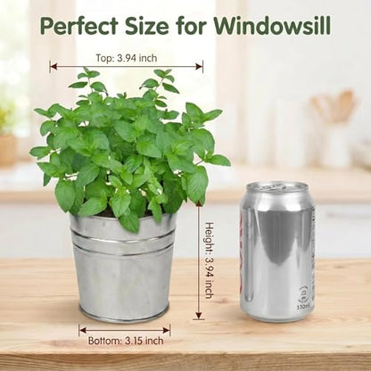 Mint Grow Kit - Indoor Herb Garden Kit with Planter, DIY Kitchen Herb Planting Kit, Grow Fresh Mint at Home for Tea, Drinks & Cooking, Beginner Friendly Gardening Gift