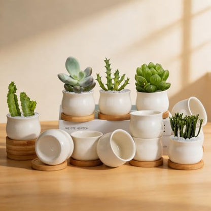 ZOUTOG 12 Pack 2.6" Mini Ceramic Succulent Pots with Drainage Hole - size: 2.6inch