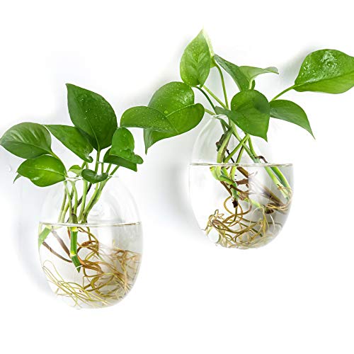 Kingbuy Egg Shaped for Propagating Hydroponic Plants 2 Pack Wall Planter - color: Ellipse Shape