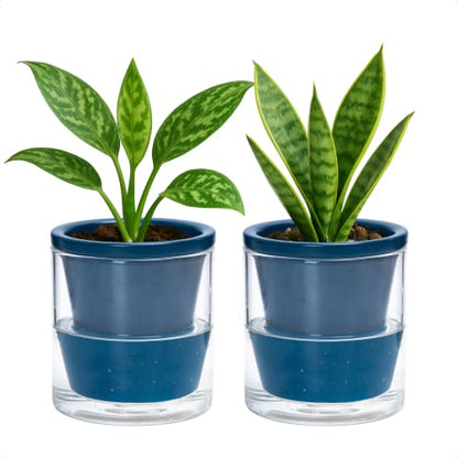D'vine Dev Self-Watering Blue Terracotta Planter, 4 in, 2-Pack, 37-Y-A-4 - color: Blue, size: 4 Inch