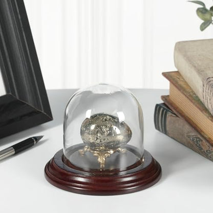 Plymor 3" x 3" Glass Display Dome Cloche (Dark Mahogany Veneer Base) - color: Dark Mahogany Veneer Base